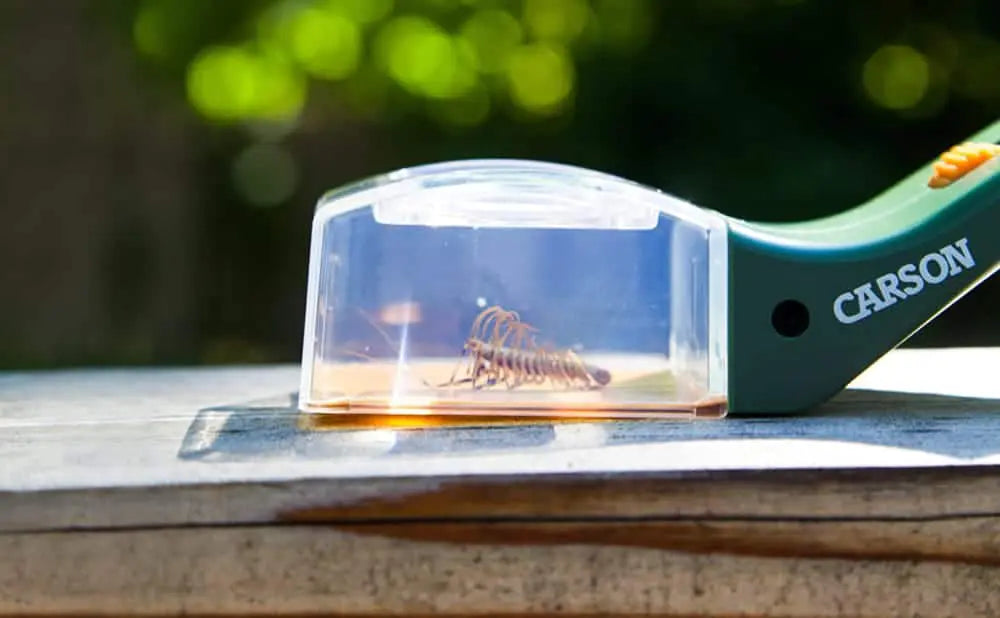 Carson Kids BugView 5x Magnifier and Quick-Release Bug Catching Tool HU-10 - EDISLA