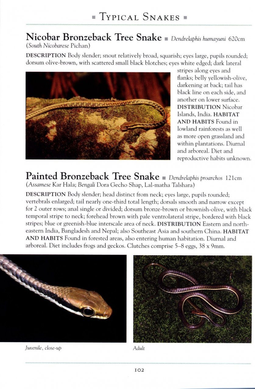 Books: A Naturalist's Guide to the Reptiles of India - EDISLA