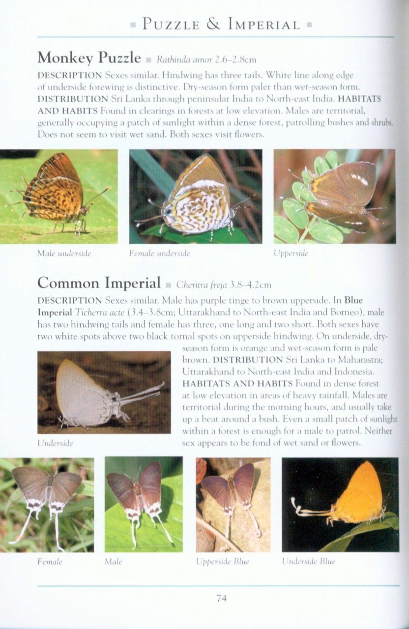 Books: A Naturalist's Guide to the Butterflies of India - EDISLA